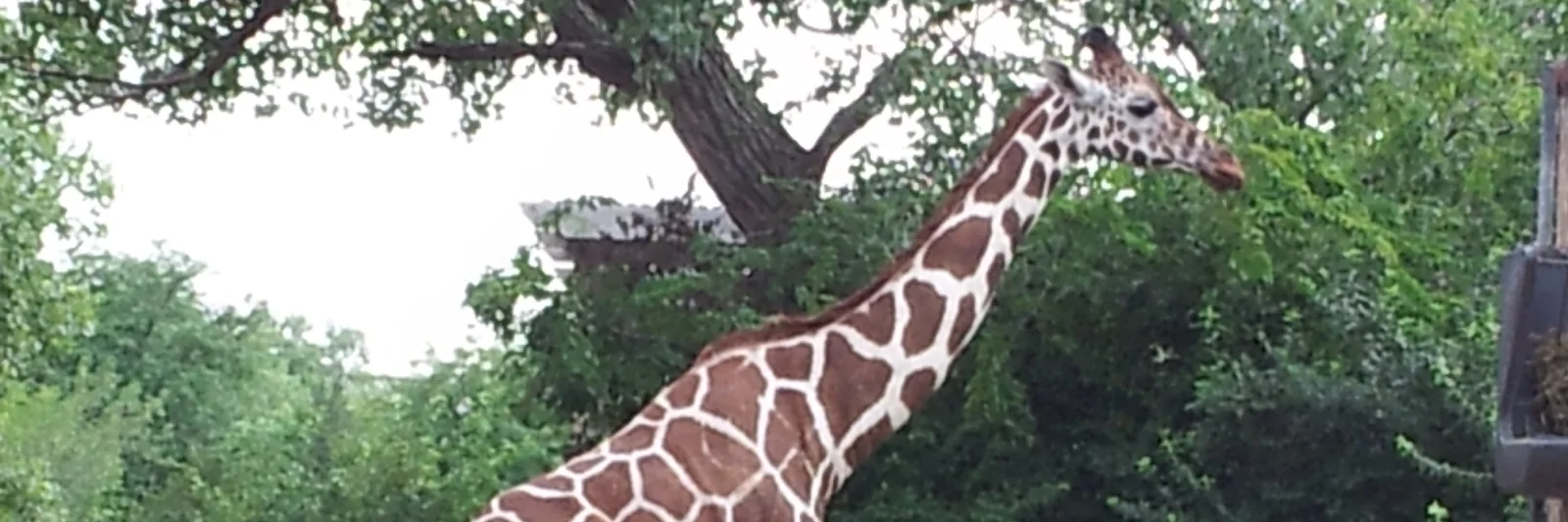 Giraffe at Sedgwick County Zoo, photographed in 2013